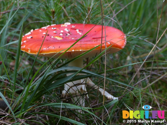 FZ020111 Fly Agaric (Amanita muscaria) mushroom